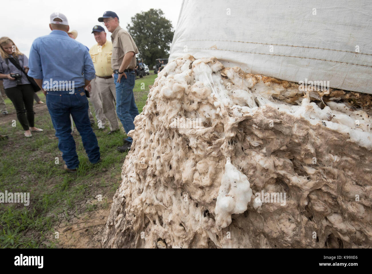 El Campo, USA. Sep 21, 2017. secrétaire de l'agriculture des États-Unis sonny perdue (chemise jaune), président de l'agriculture de la chambre mike conaway (tan) et le Texas la commissaire à l'agriculture, sid miller (bleu) d'exploitations de coton ravagé par l'ouragan Harvey il y a trois semaines. crédit : bob daemmrich/Alamy live news Banque D'Images