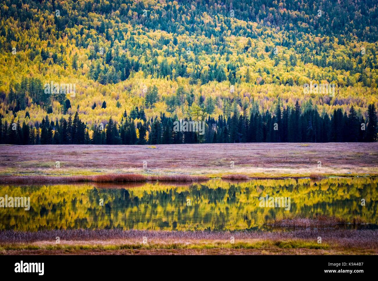 Kanas. 22 sep, 2017. photo prise sur sept. 22, 2017 présente le décor de l'automne de yaze lake kanas dans la région pittoresque du nord-ouest de la Chine, la région autonome du Xinjiang Uygur. crédit : Zhao ge/Xinhua/Alamy live news Banque D'Images