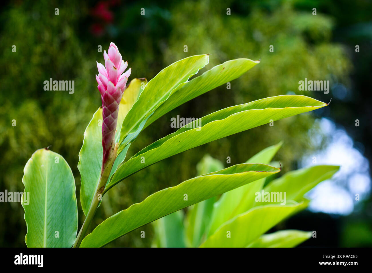 Gingembre rose fleur dans le jardin botanique Banque D'Images