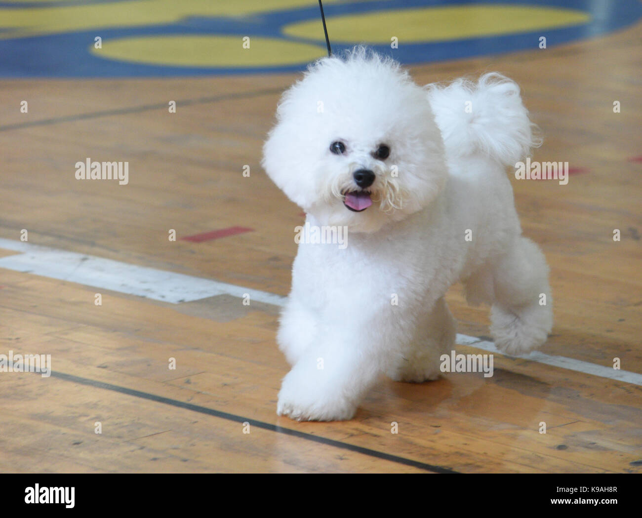 Bichon à Poil Frisé Caractère Prix Alimentation Santé