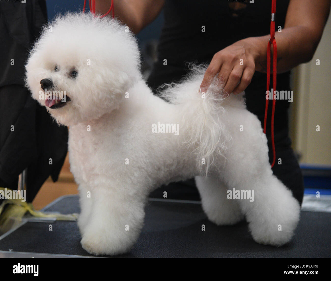 Bichon Frisé Frise Chien Est Une Petite Race De Chien Du