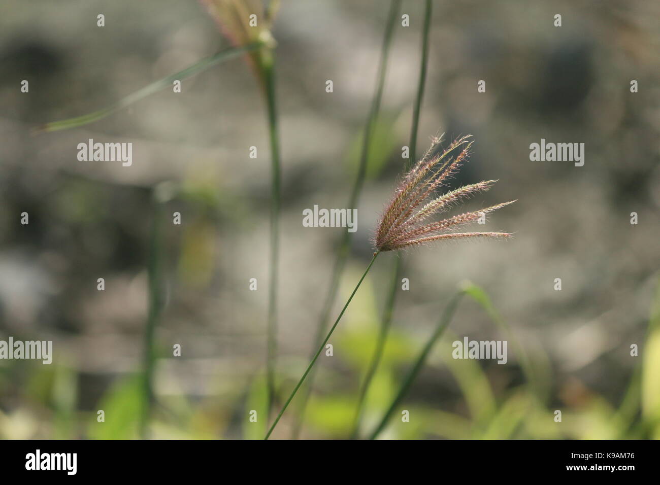 Une petite plante dans la nature avec un peu de flou Banque D'Images