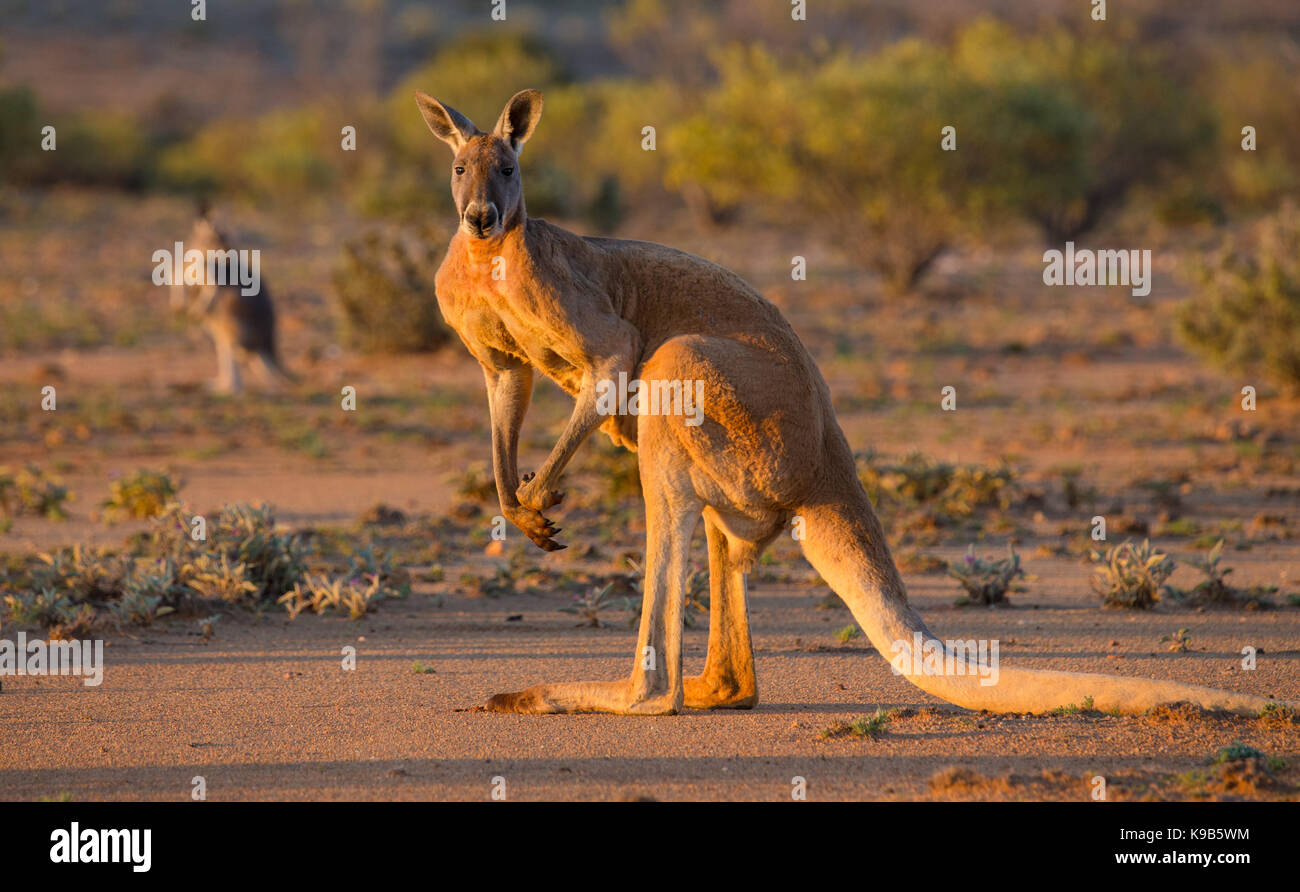 Grand mâle kangourou rouge (Macropus rufus), Parc National de Sturt, outback NSW, Australie Banque D'Images