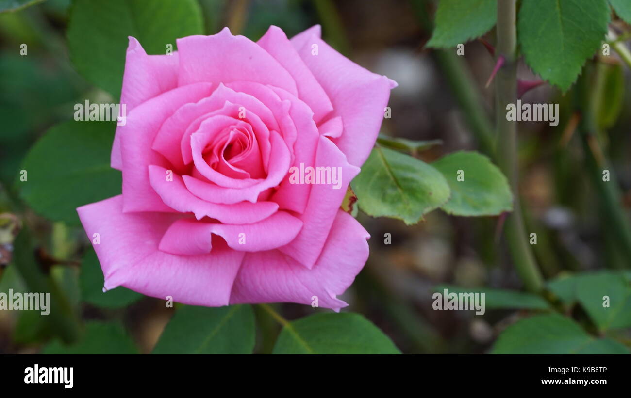 Belle rose rose avec feuilles et tiges Banque D'Images