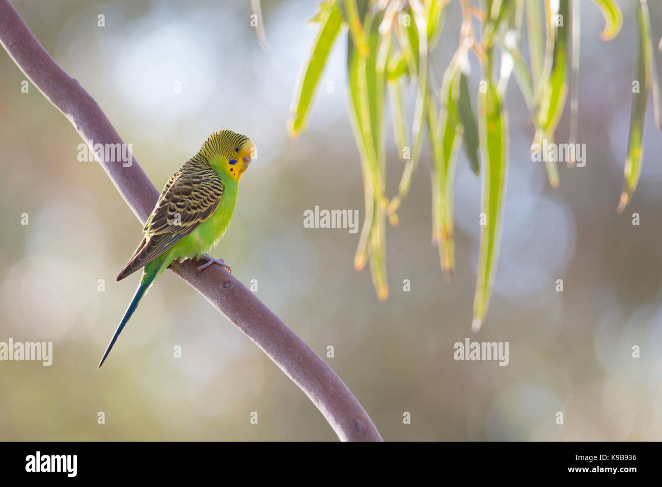 La Perruche ondulée (Melopsittacus undulatus) dans le Parc National ...