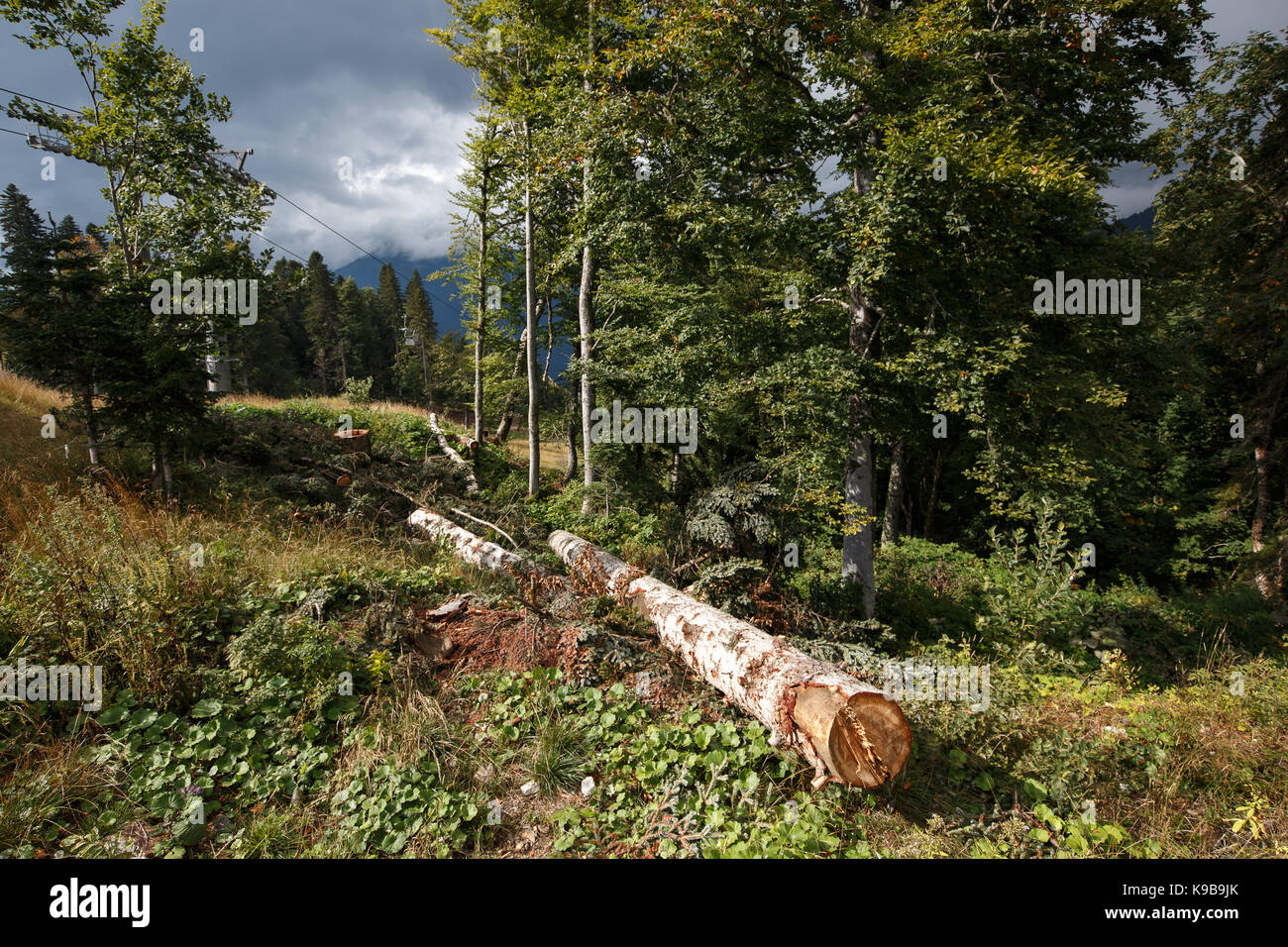 Au début de l'automne paysage de forêts de montagne avec ciel nuageux, Caucase du Nord. Banque D'Images