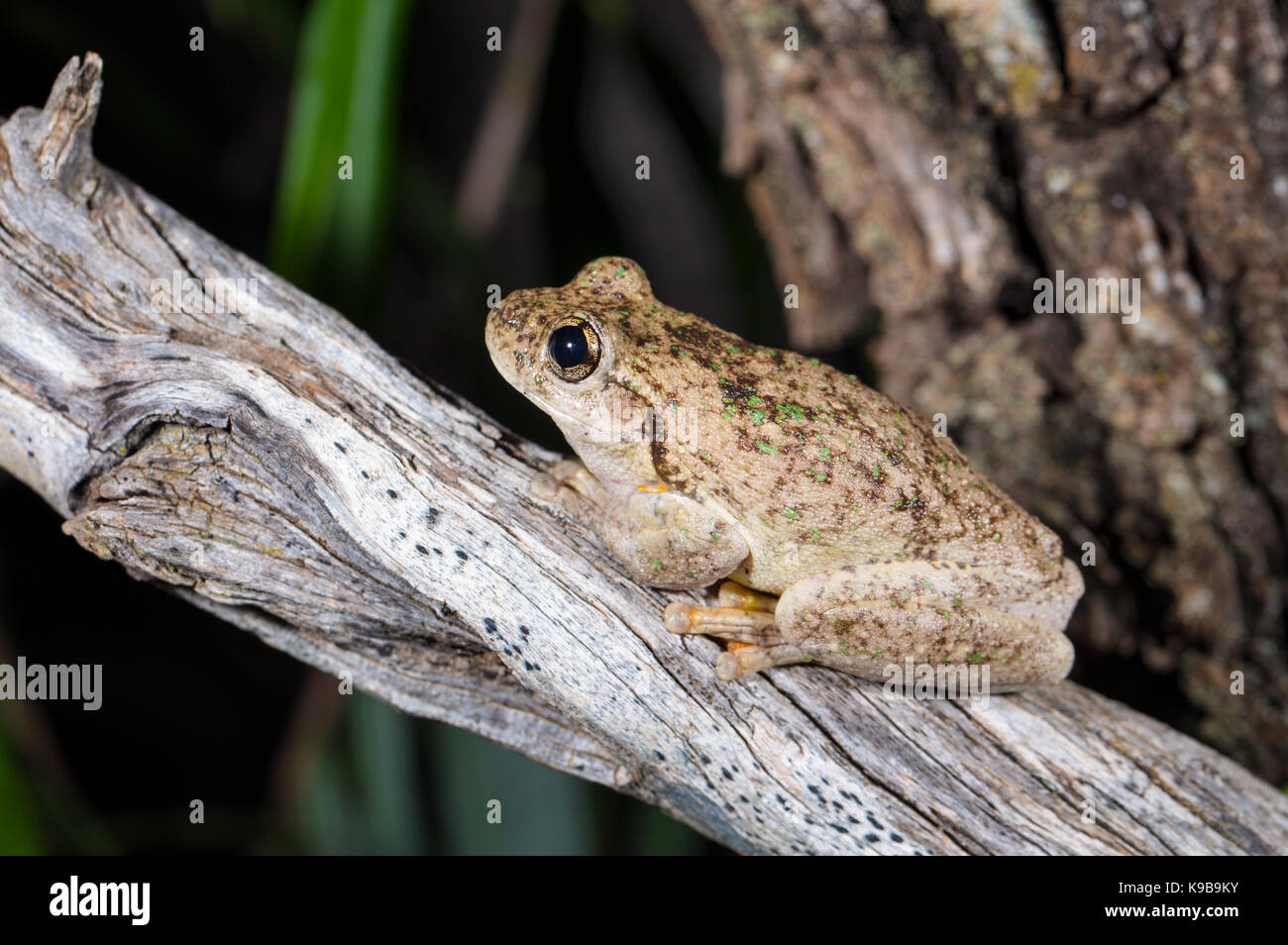 Peron's tree frog (Litoria peronii), aussi connu comme de l'Émeraude-spotted Rainette, Queensland, Australie Banque D'Images