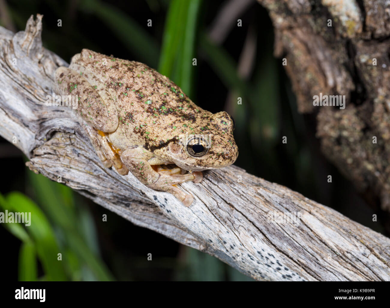Peron's tree frog (Litoria peronii), aussi connu comme de l'Émeraude-spotted Rainette, Queensland, Australie Banque D'Images