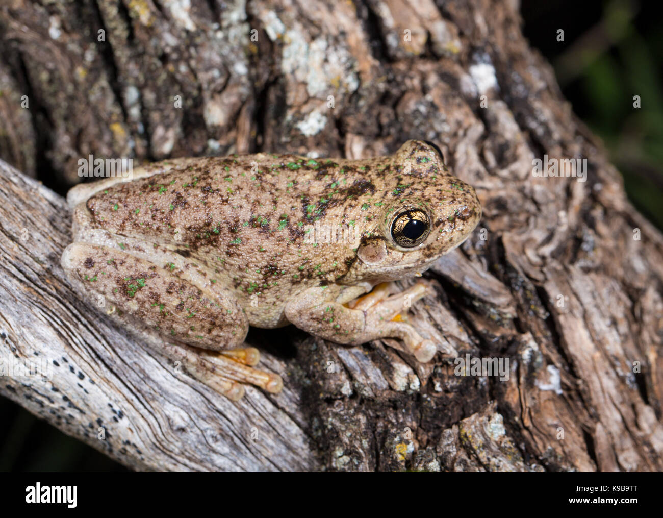 Peron's tree frog (Litoria peronii), aussi connu comme de l'Émeraude-spotted Rainette, Queensland, Australie Banque D'Images