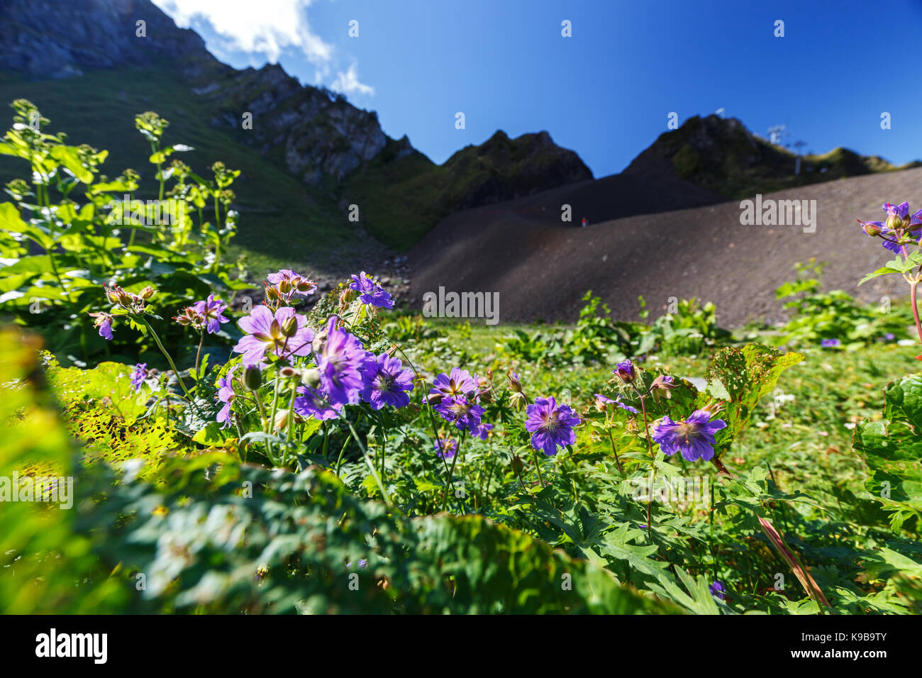 Photo grand angle de fleurs sauvages dans la vallée de montagne. Banque D'Images