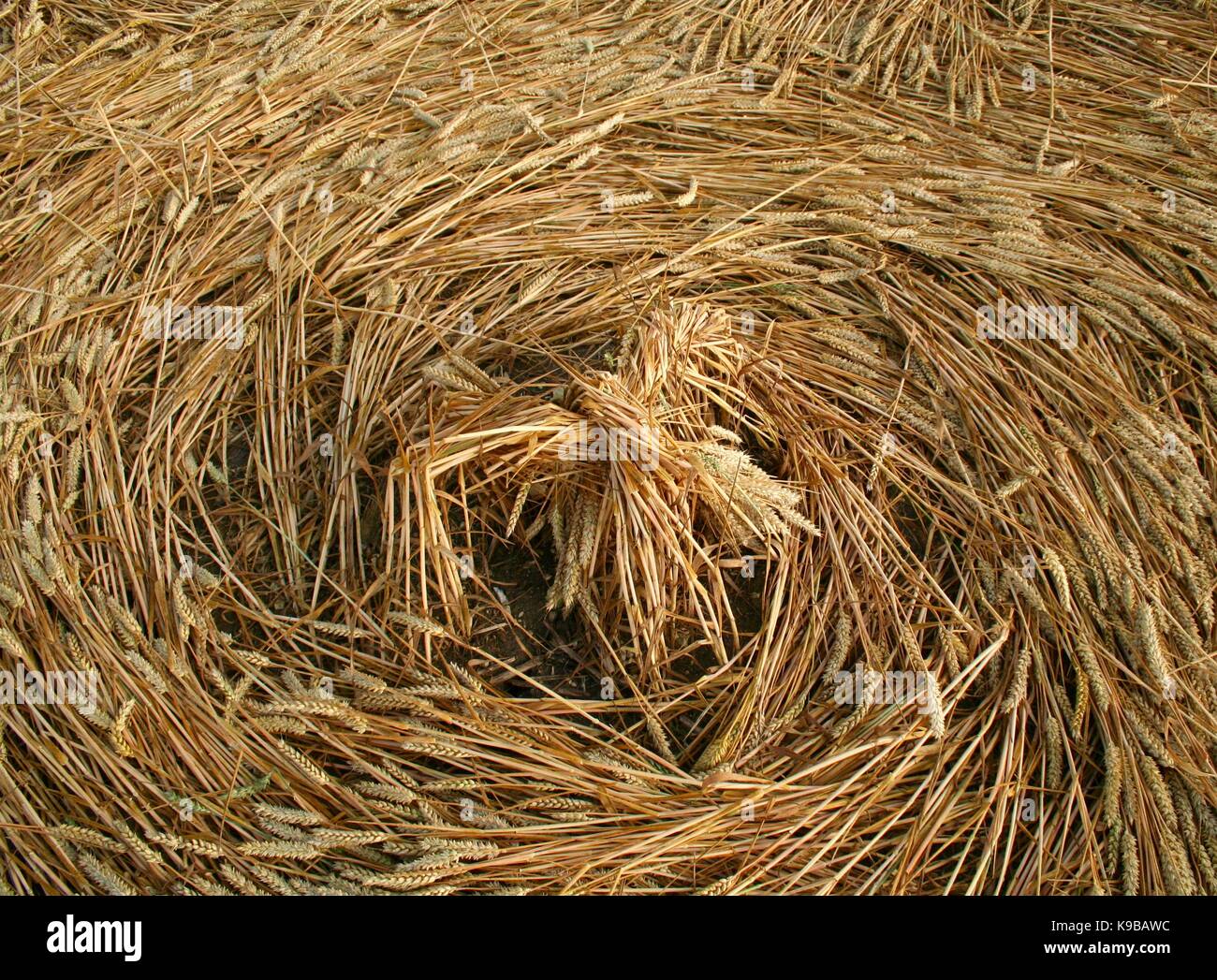 Close up of crop circle dans le blé ou l'orge aplatie dans les champs du Wiltshire Banque D'Images