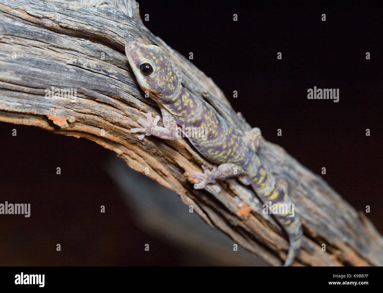Velours marbré Gecko (Oedura marmorata), Queensland, Australie Banque D'Images