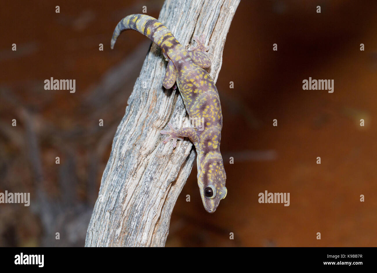 Velours marbré Gecko (Oedura marmorata), Queensland, Australie Banque D'Images