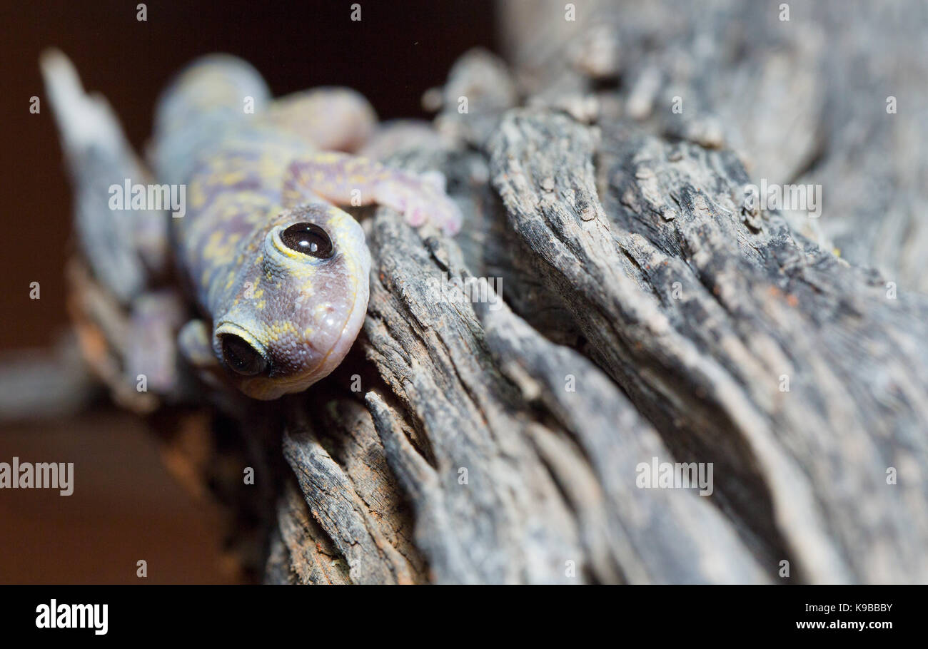 Velours marbré Gecko (Oedura marmorata), Queensland, Australie Banque D'Images