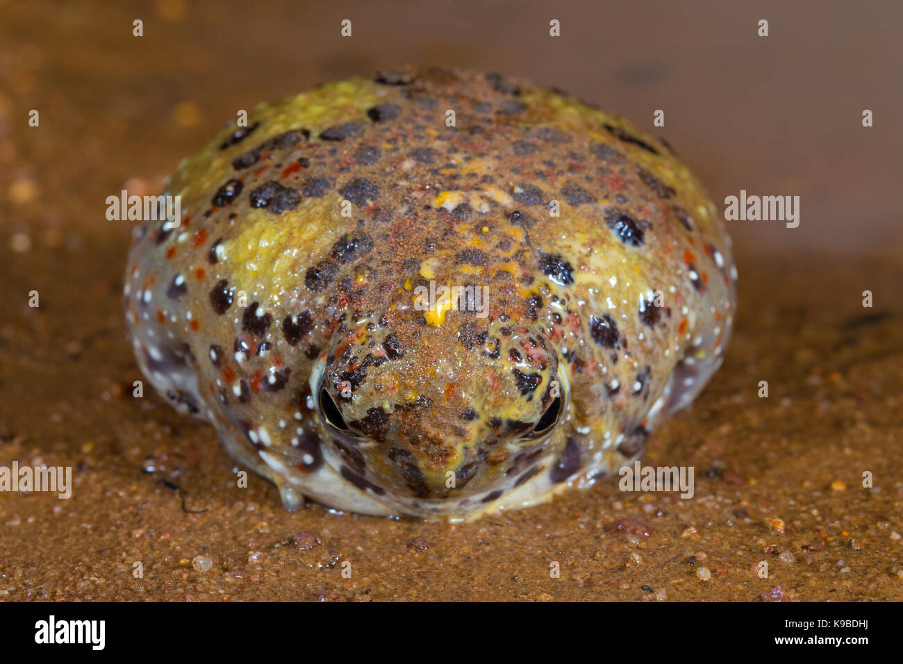 Crucifix Crapaud, également connu comme Sainte Croix Notaden bennettii (Grenouille), Quilpie, Queensland, Australie Banque D'Images