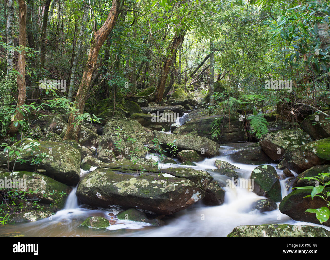 Rainforest Creek, dans le Royal National Park, NSW, Australie Banque D'Images