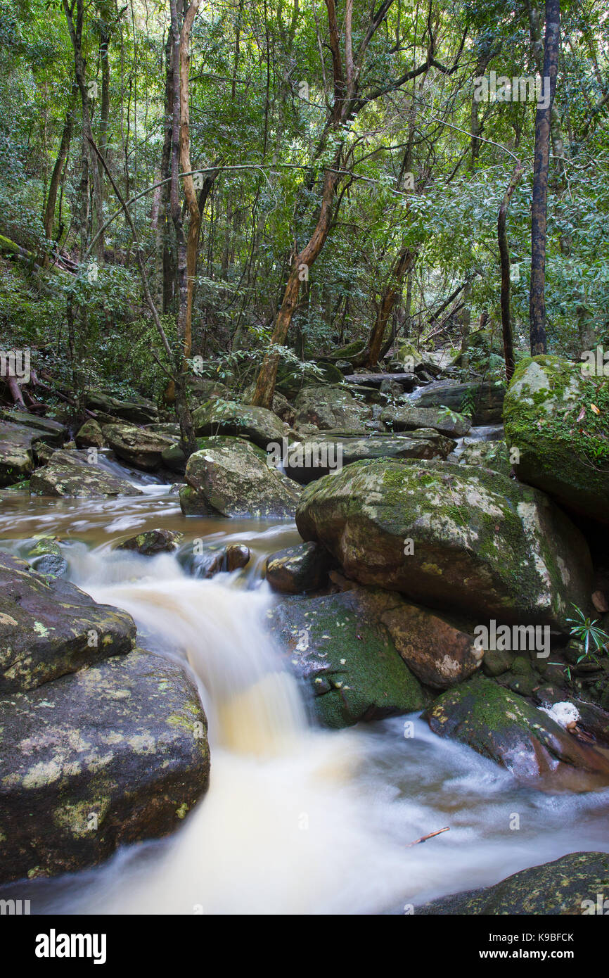 Rainforest Creek, dans le Royal National Park, NSW, Australie Banque D'Images
