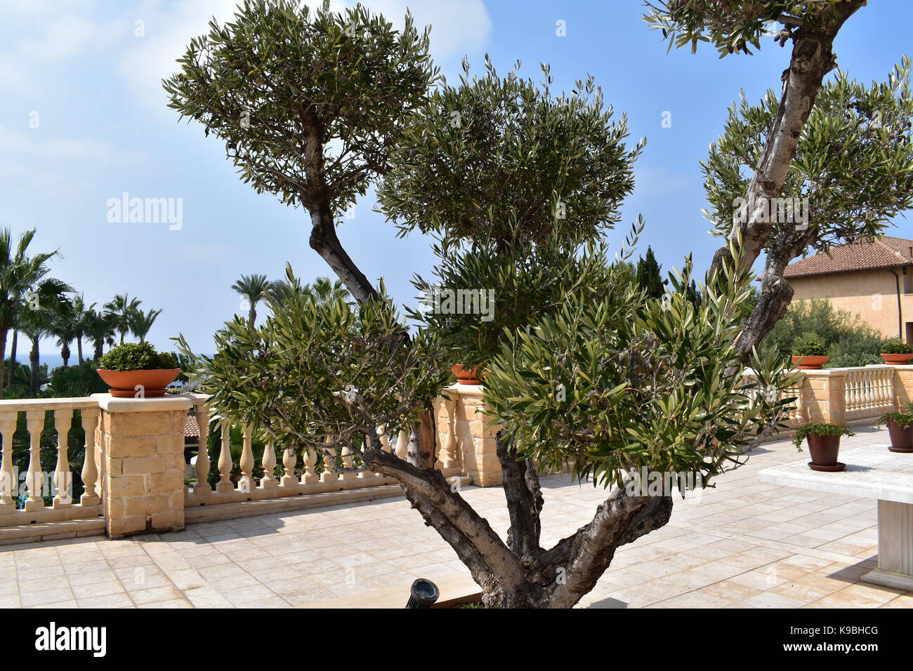 Les beaux jardins de l'hôtel Elysium à Paphos, Chypre. Banque D'Images