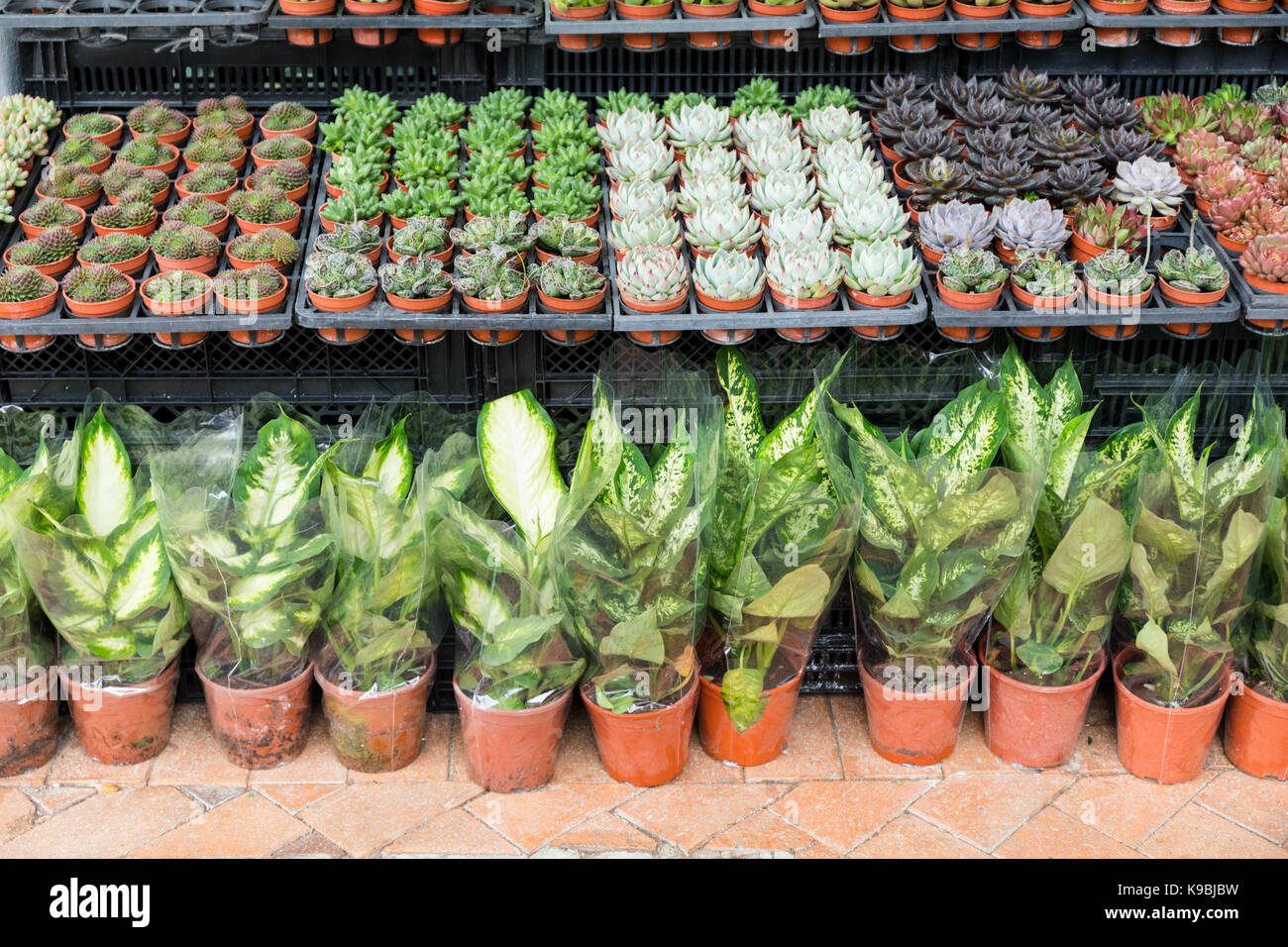 Les plantes fraîches en vente en magasin de fleur Banque D'Images