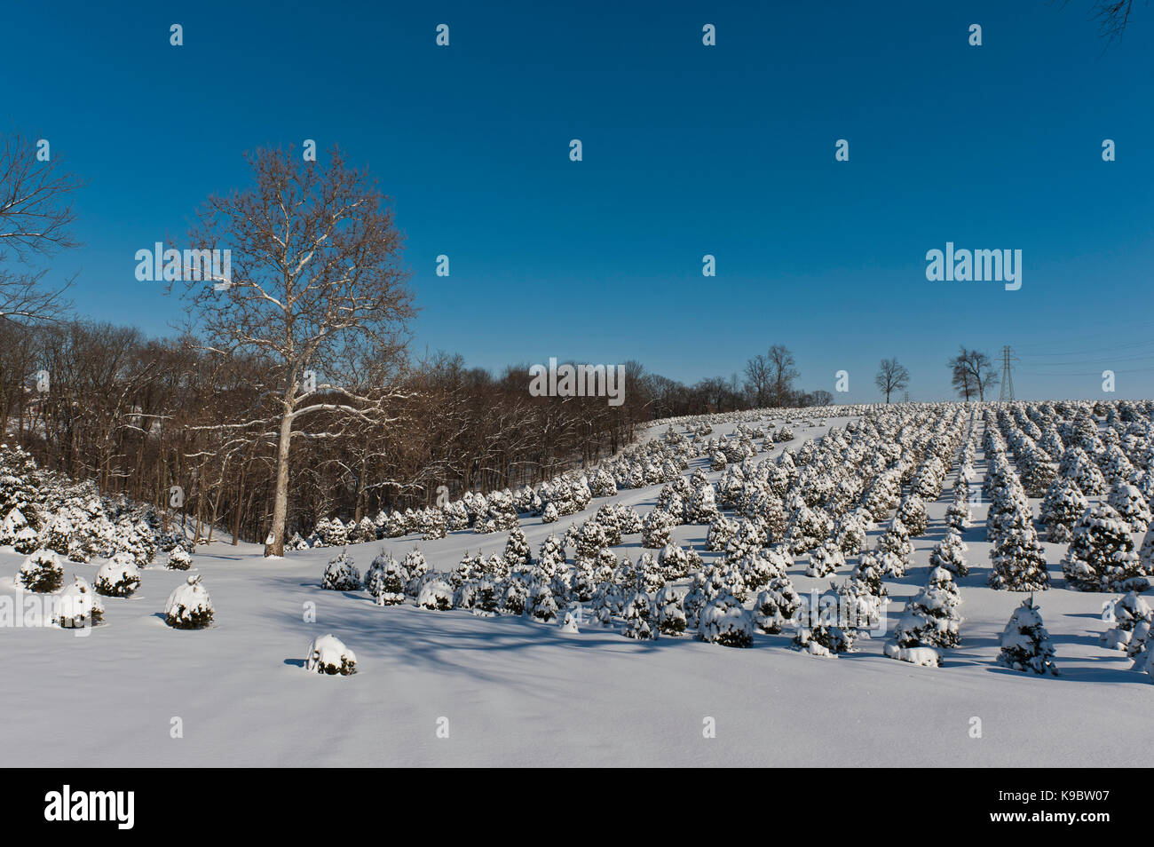 La neige a couvert des arbres de Noël, Lancaster en Pennsylvanie Banque D'Images