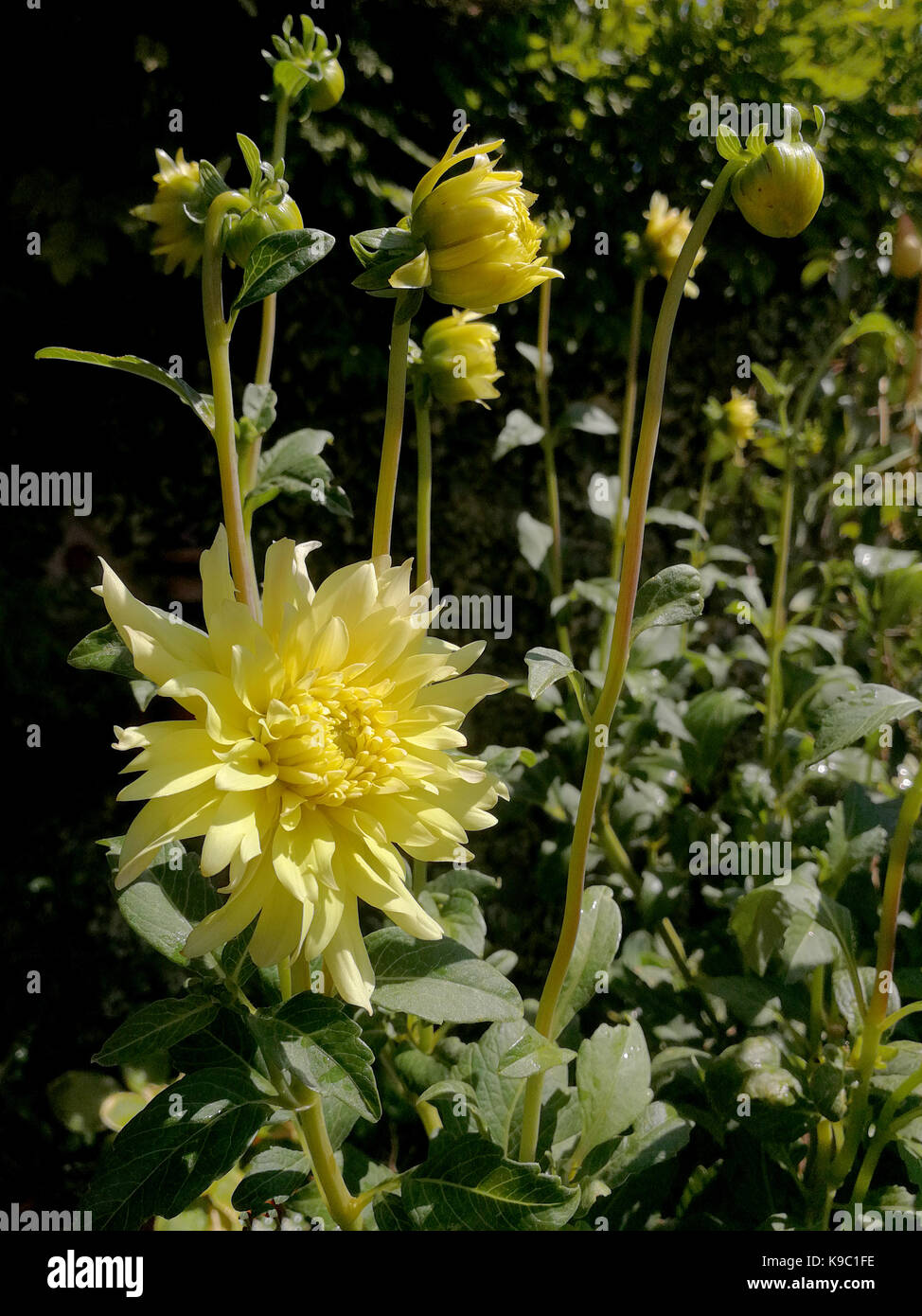 Dahlia naturelles dans le jardin plein soleil Banque D'Images