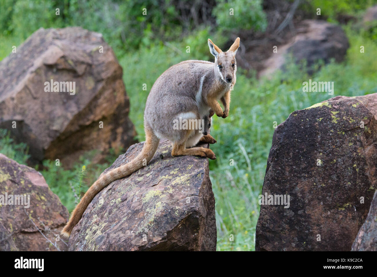 Yellow-footed Rock wallaby (Petrogale xanthopus-), Flinders Ranges, Australie du Sud Banque D'Images