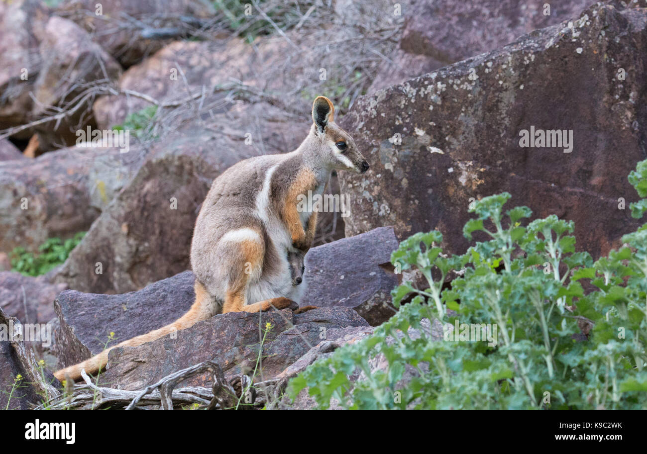 Yellow-footed Rock wallaby (Petrogale xanthopus-), Flinders Ranges, Australie du Sud Banque D'Images