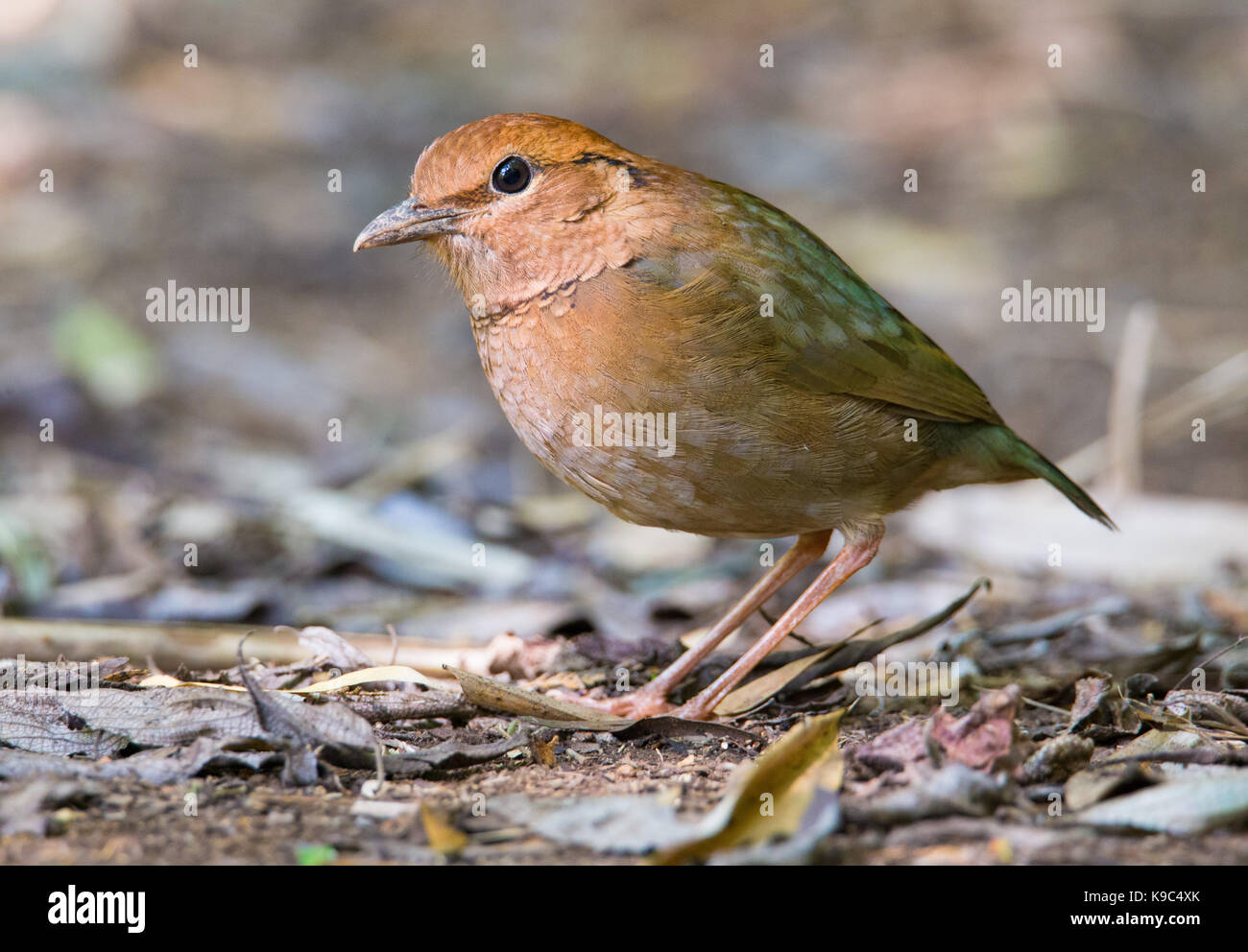 Femme à cou Roux (Pitta Pitta oatesi), Doi Ang Khang, Thaïlande Banque D'Images