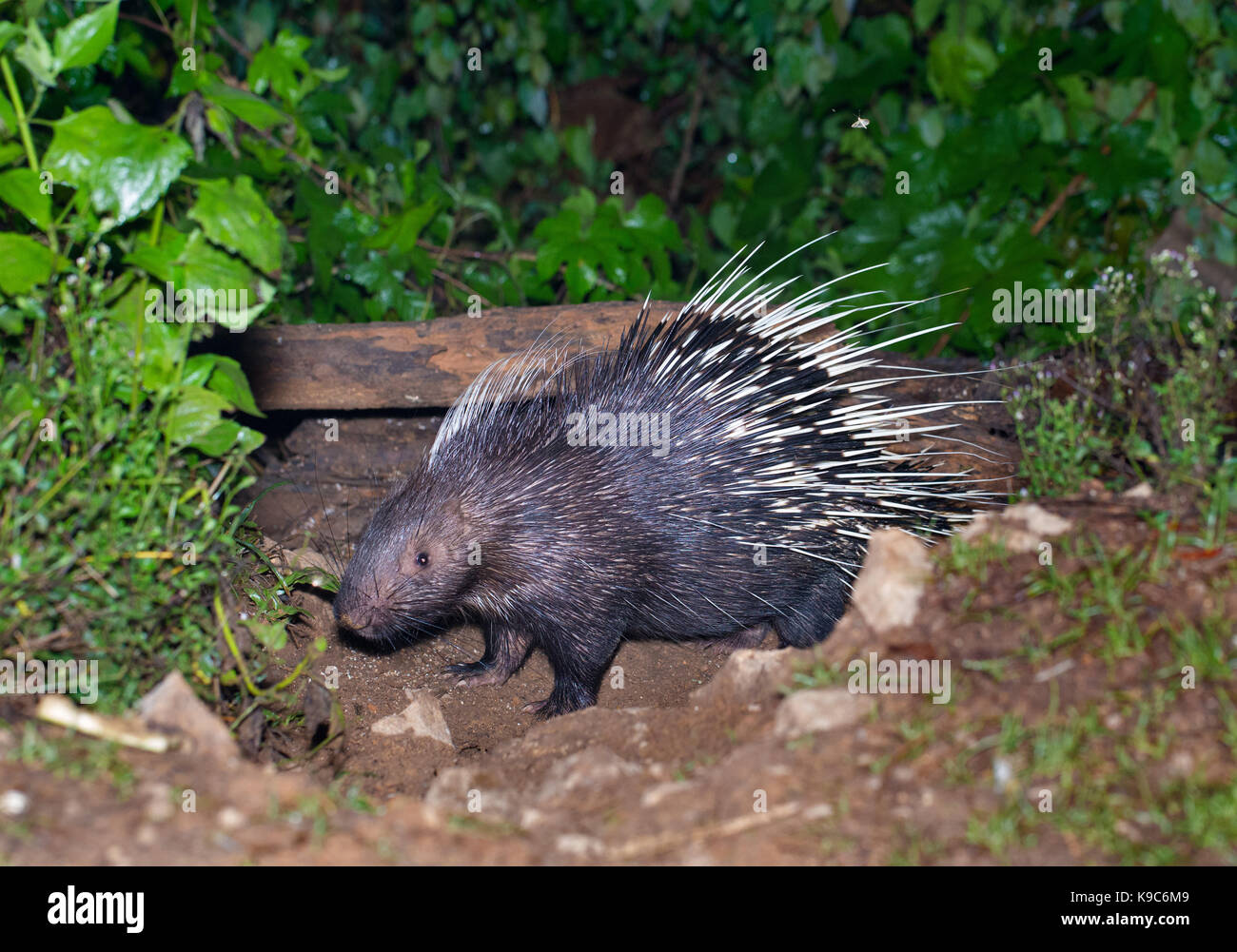 Le porc-épic (Hystrix malais brachyura), Parc national de Kaeng Krachan, Thaïlande Banque D'Images