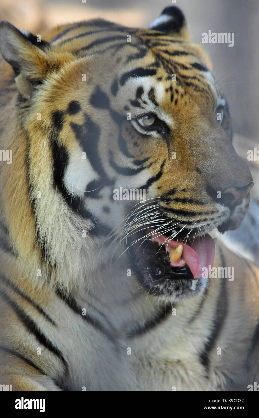 Tiger close up, plus gros chat dans le monde Banque D'Images