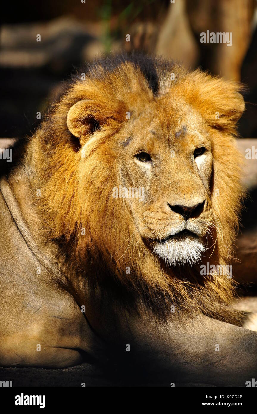 Lion close up, le plus grand carnivore d'afrique Banque D'Images