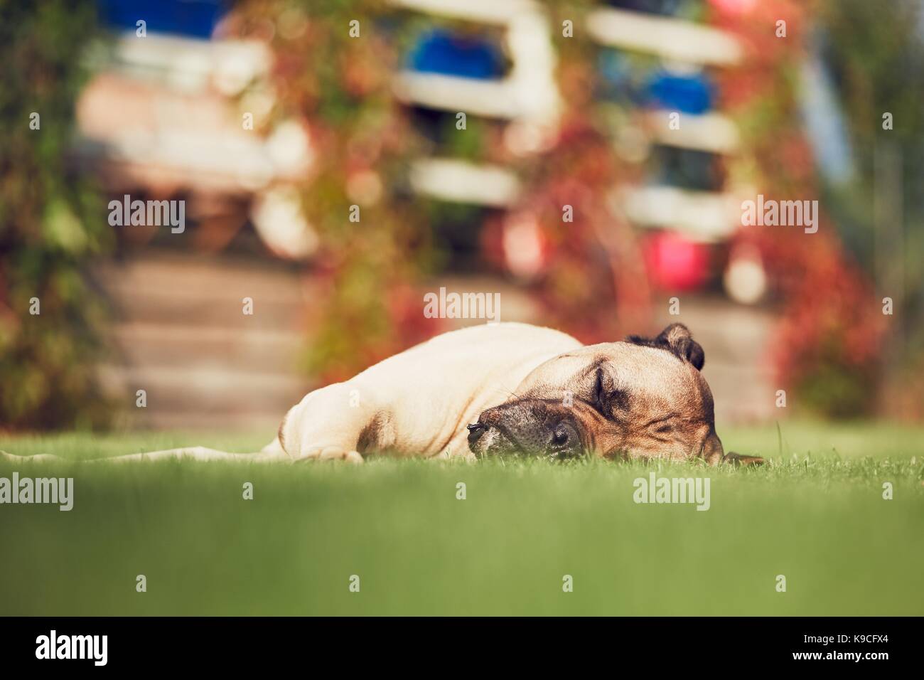 Gros chien (cane corso) dormir dans le jardin de la maison familiale. Banque D'Images
