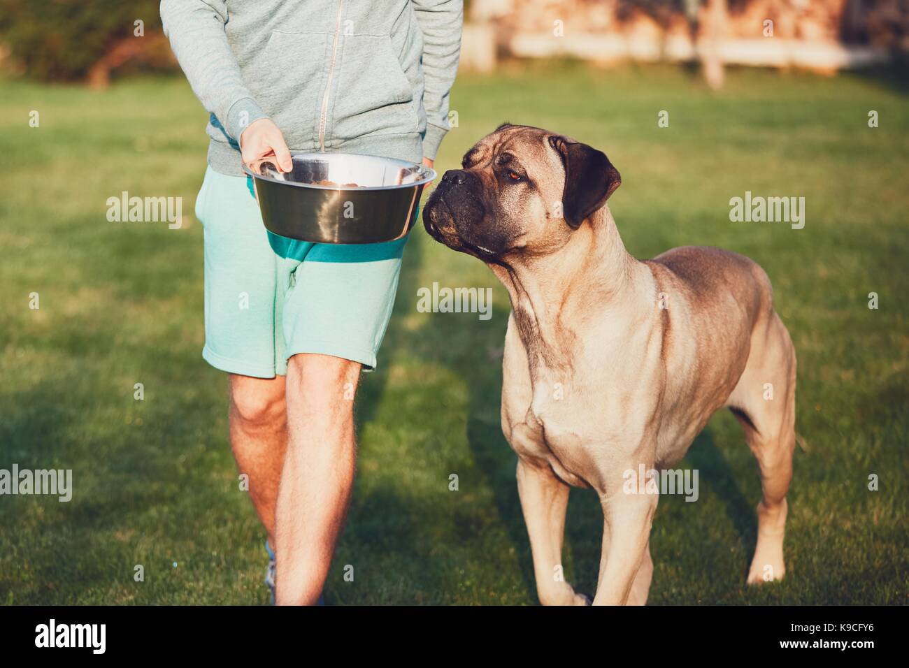 Jeune homme nourrir le gros chien (cane corso) dans le jardin. Banque D'Images