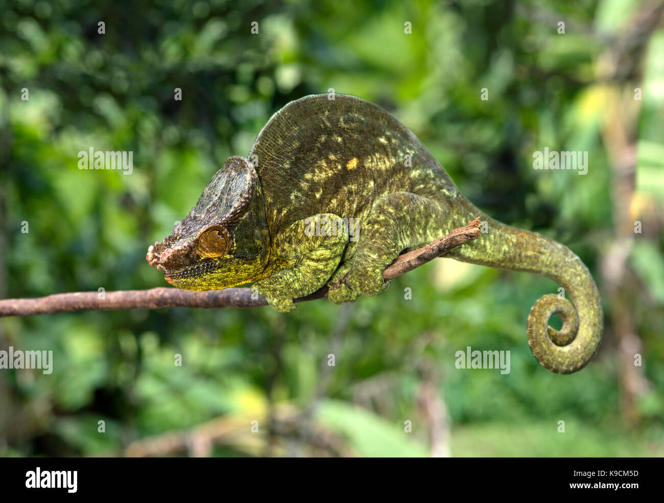 Caméléon panthère mâle, parson's chameleon, calumma parsonii), (chameleonidae), endémique de Madagascar, le parc national andasibe, madagascar Banque D'Images