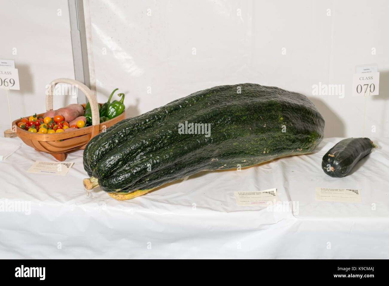 Un grand à côté d'une petite moelle marrow sur l'affichage à un Show de l'horticulture. Banque D'Images