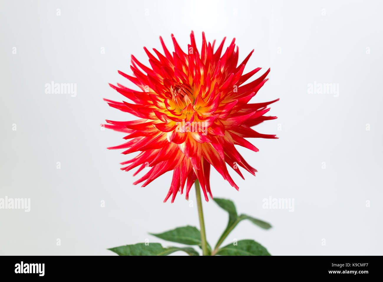 Un Dahlia Kenora Sunset fleur sur l'affichage à un Show de l'horticulture. Banque D'Images