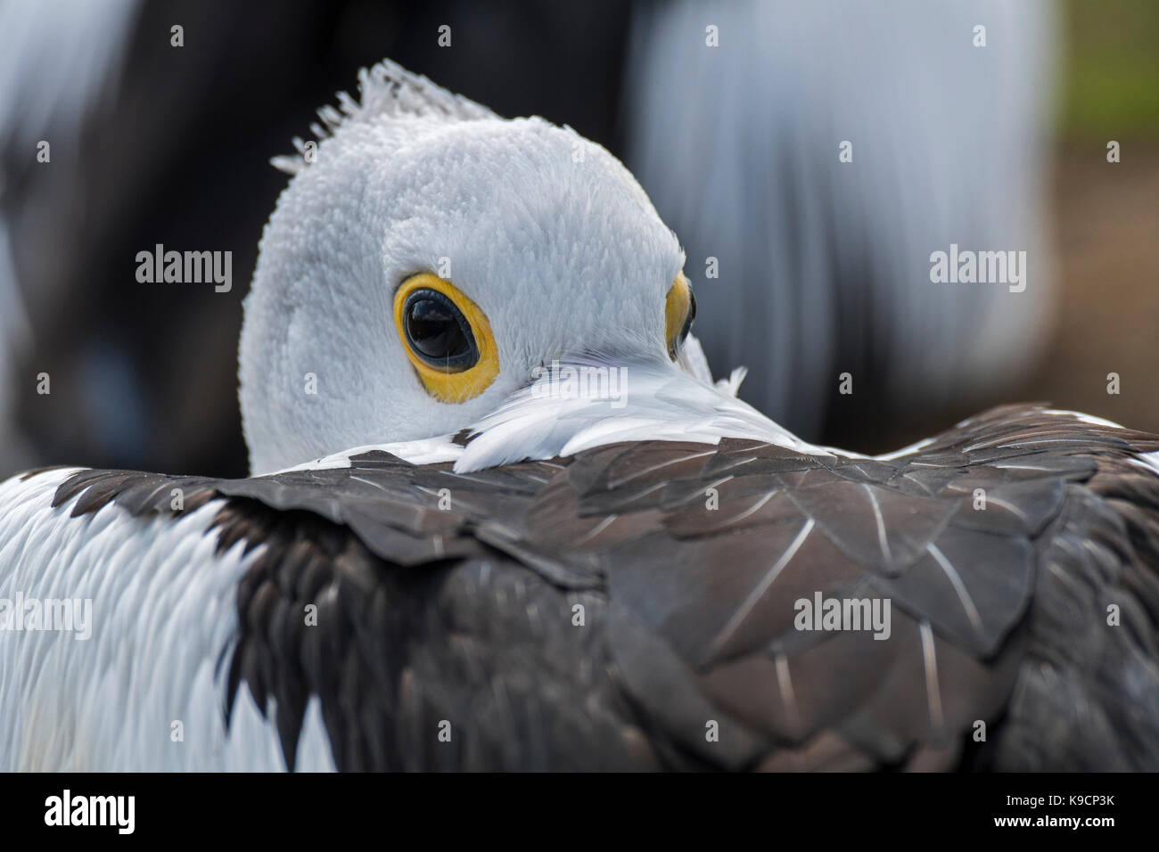 Pelican (pelecanus conspicillatus australienne) reposant avec glissé entre les plumes des ailes Banque D'Images