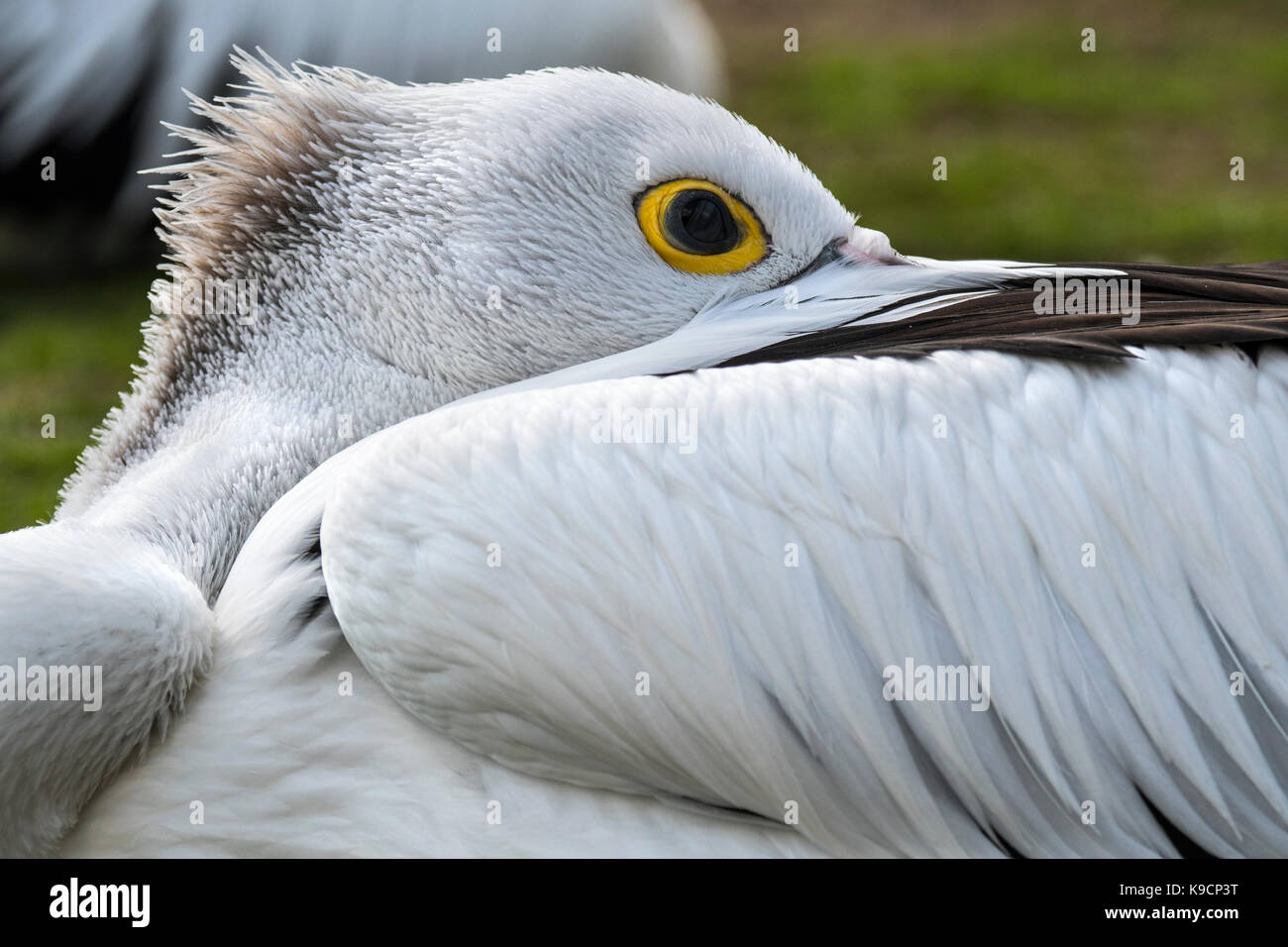 Pelican (pelecanus conspicillatus australienne) reposant avec glissé entre les plumes des ailes Banque D'Images