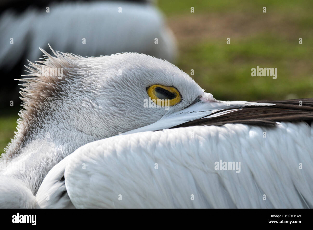 Pelican (pelecanus conspicillatus australienne) dormir avec glissé entre les plumes des ailes Banque D'Images