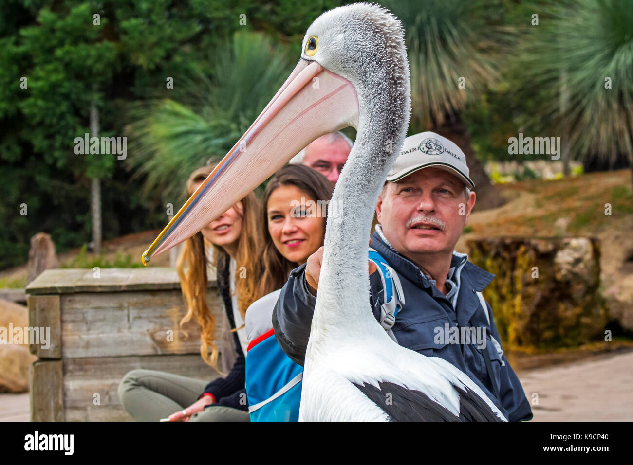 Pelican (pelecanus conspicillatus australienne) parmi les visiteurs au zoo Banque D'Images