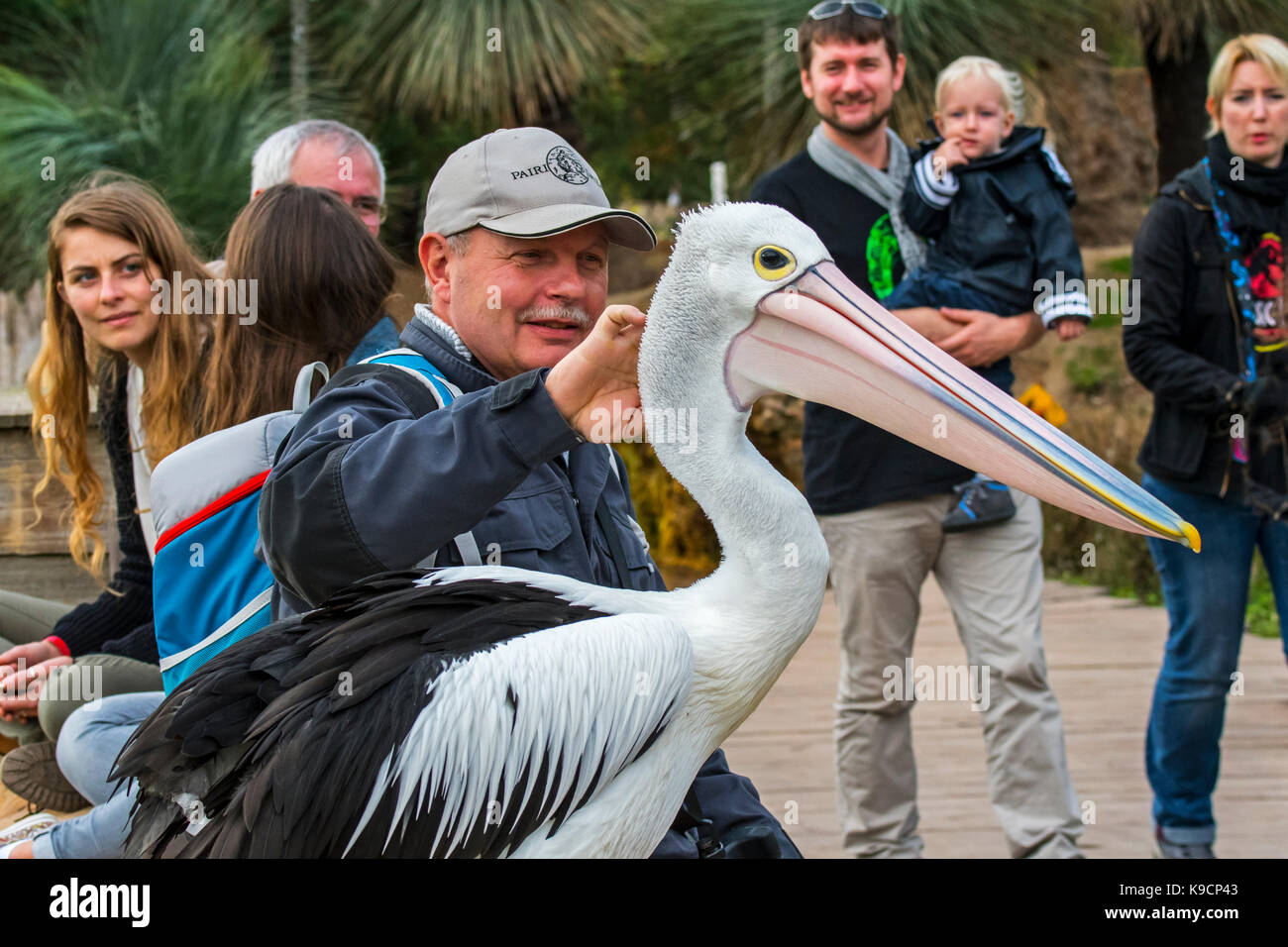 Visiteur au zoo petting australian pelican (pelecanus conspicillatus) Banque D'Images