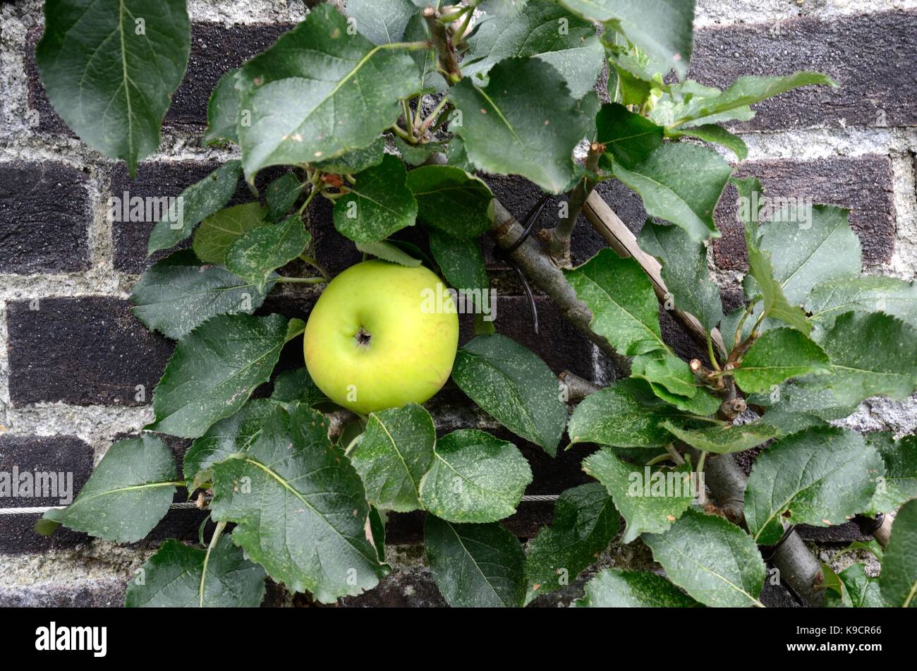 Malus domestica bramleys cook des semis la culture de la pomme sur le fil dans un jardin clos Banque D'Images