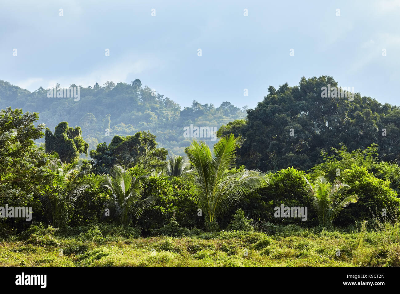 Paysage de jungle tropicale sous un soleil éclatant Banque D'Images