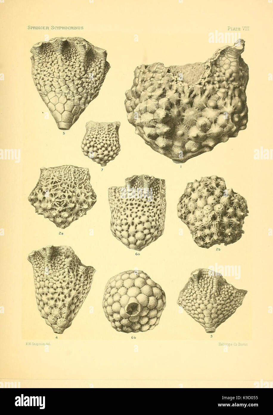Sur le genre des crinoïdes Scyphocrinus et sa racine bulbeuse Camarocrinus (Planche VIII) (7949333178) Banque D'Images