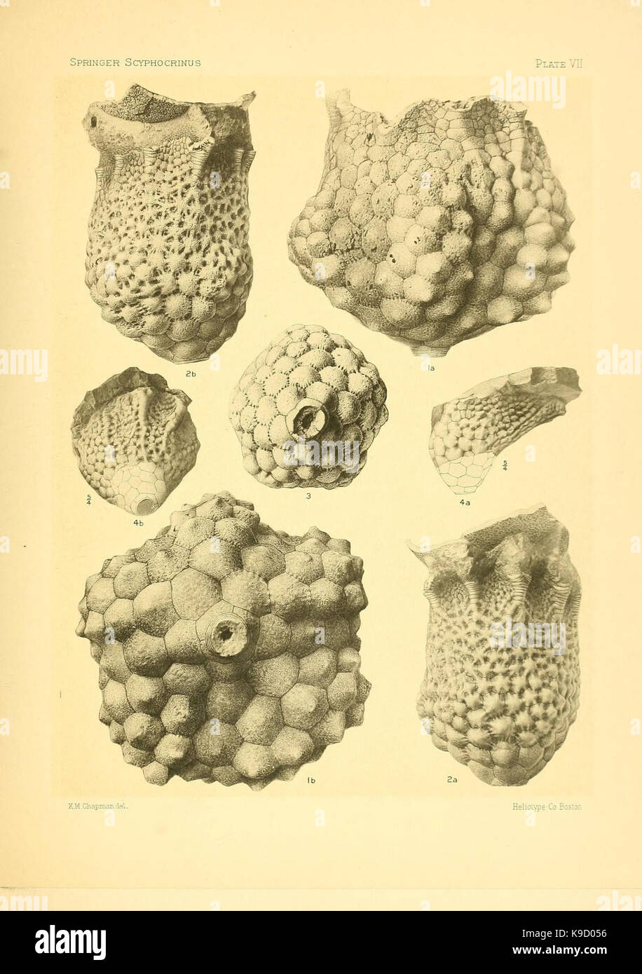 Sur le genre des crinoïdes Scyphocrinus et sa racine bulbeuse Camarocrinus (planche VII) (7949332504) Banque D'Images
