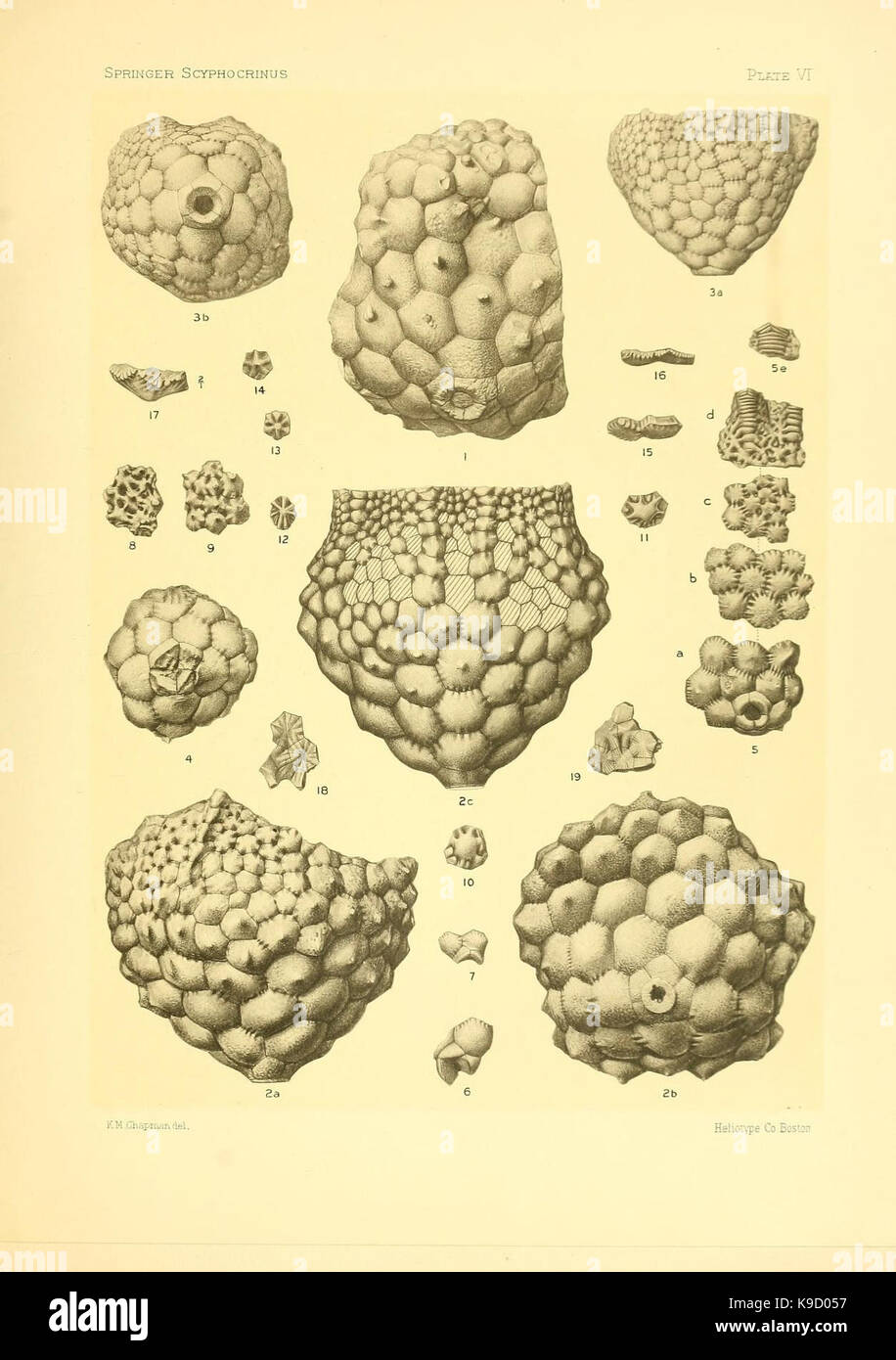 Sur le genre des crinoïdes Scyphocrinus et sa racine bulbeuse (VI) Camarocrinus la plaque (7949331882) Banque D'Images