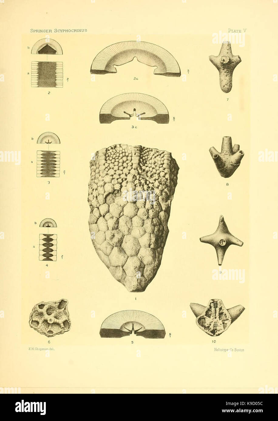 Sur le genre des crinoïdes Scyphocrinus et sa racine bulbeuse (Camarocrinus la Planche V) (7949331316) Banque D'Images
