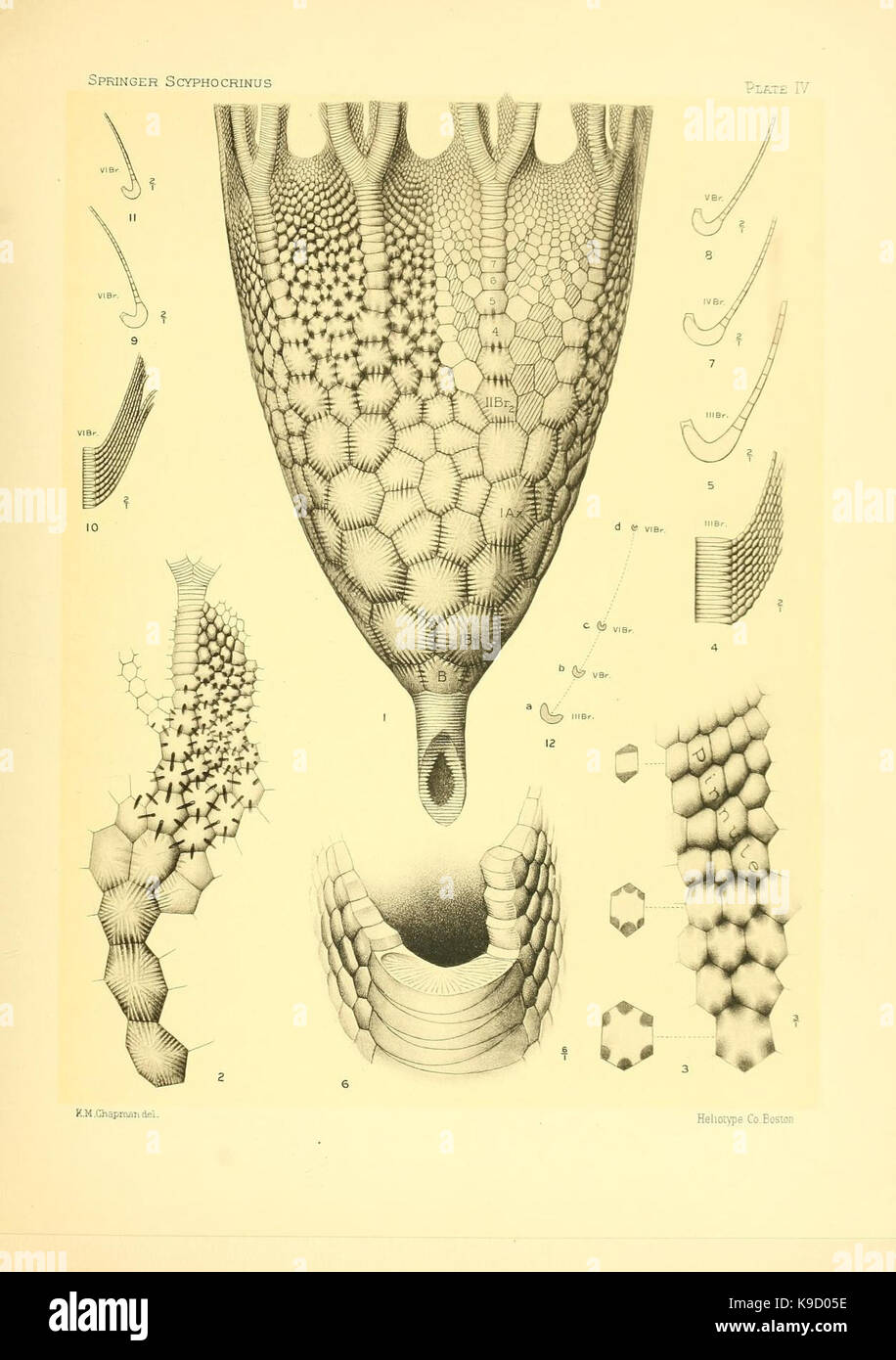 Sur le genre des crinoïdes Scyphocrinus et sa racine bulbeuse Camarocrinus (Planche IV) (7949330842) Banque D'Images