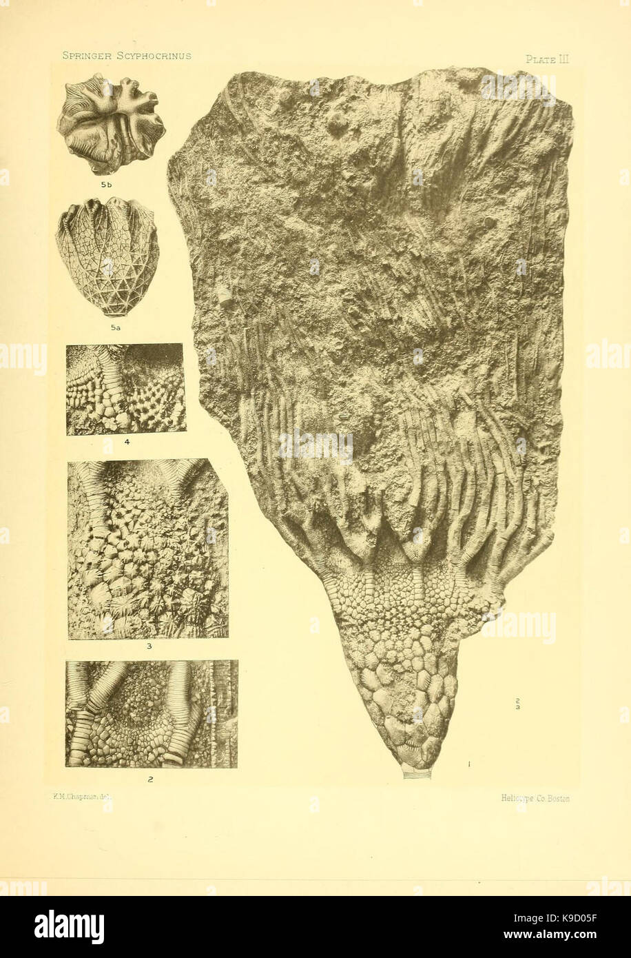 Sur le genre des crinoïdes Scyphocrinus et sa racine bulbeuse (Camarocrinus Tôles III) (7949330188) Banque D'Images