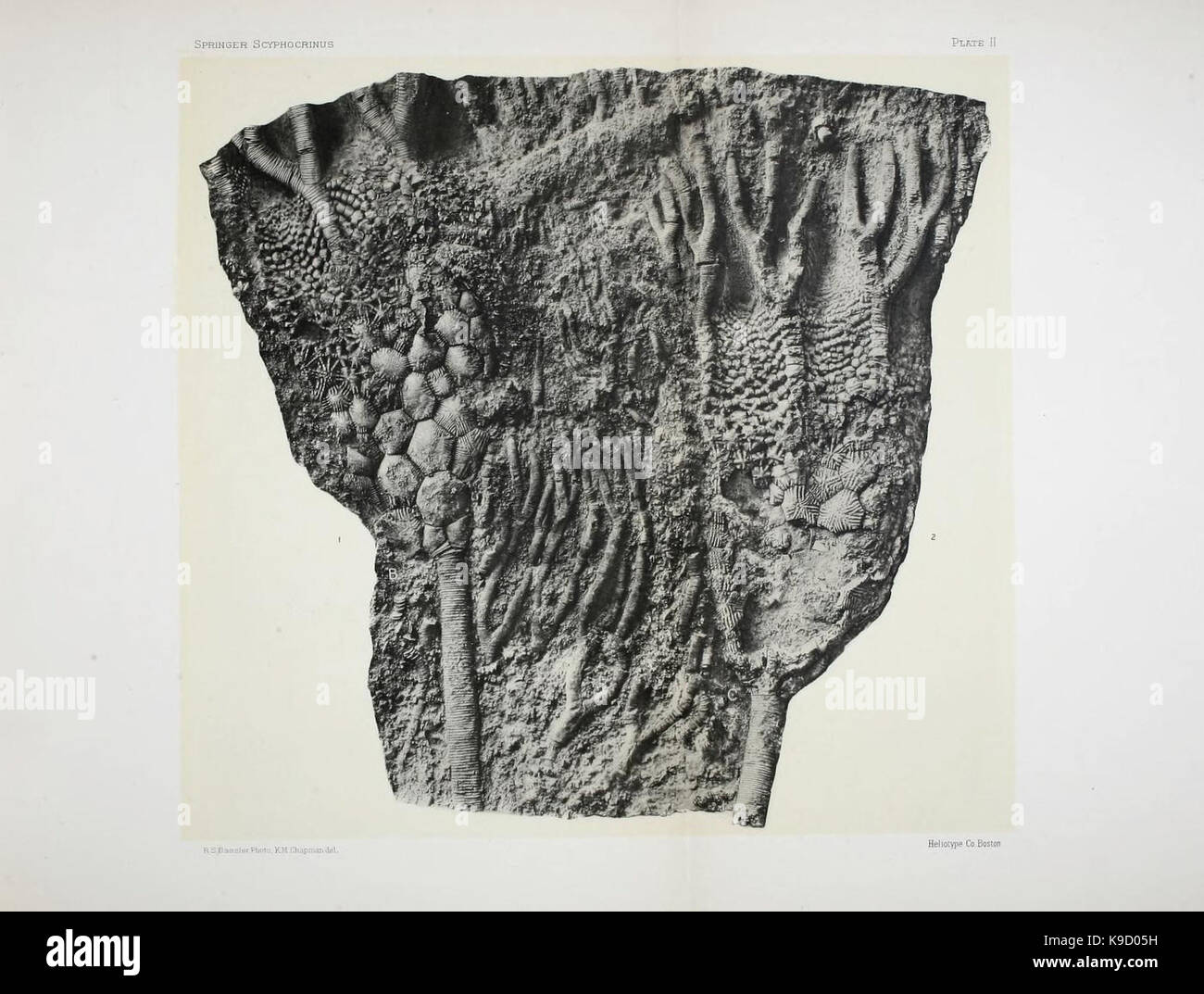 Sur le genre des crinoïdes Scyphocrinus et sa racine bulbeuse Camarocrinus (Planche II) (7949329578) Banque D'Images